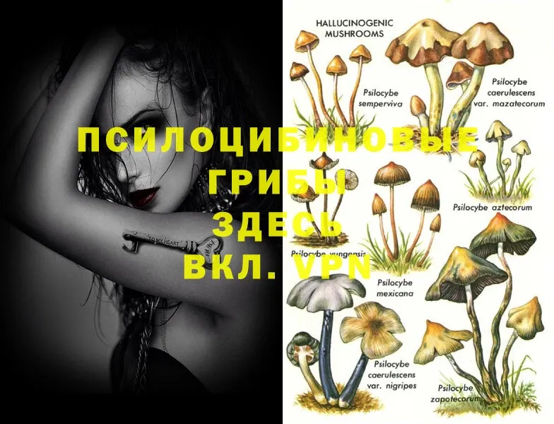 наркотики  Обь  МЕГА зеркало  Галлюциногенные грибы Psilocybe 